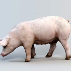 Model 3D świni świni