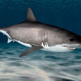 Modello 3d del grande squalo bianco