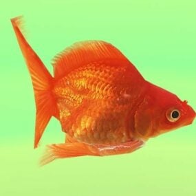 Animated Goldfish 3d model