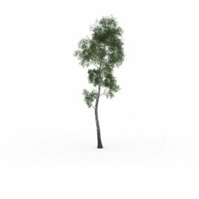 Τρισδιάστατο μοντέλο White Birch Tree