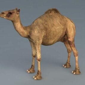 3д модель дромадера верблюда