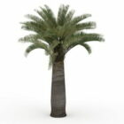 California Palm Tree