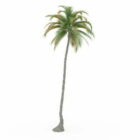 Tall palmera