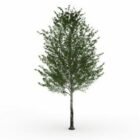 Pokok Birch Putih