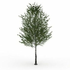 白樺の木3Dモデル