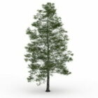 Pokok Birch
