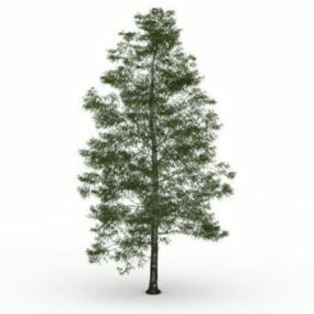 Birch Tree 3d model