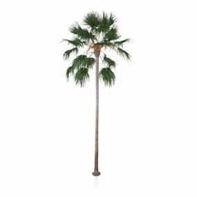 Date Palm Tree 3d-modell