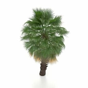 Çin Yelpazesi Palmiye Ağacı 3d modeli