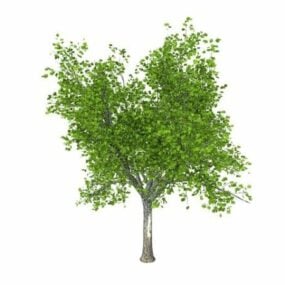 نموذج شجرة قيقب السكر ثلاثي الأبعاد