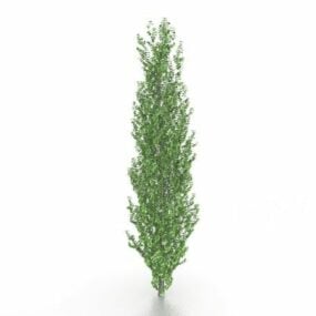 Tulpan Poplar Tree 3d-modell