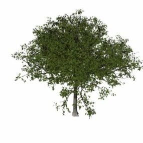 Model Pohon Apel 3d