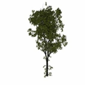American Elm Tree 3d model