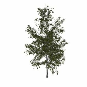 Silver Birch Tree 3d model