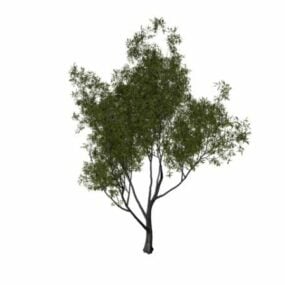 Babylon Willow Tree 3d-modell