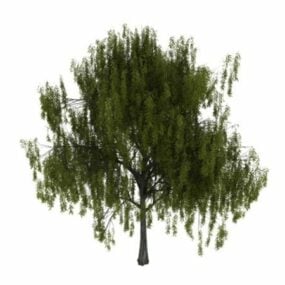White Willow Tree 3d-modell
