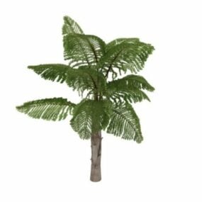 Chinese Fan-palm Tree 3d model