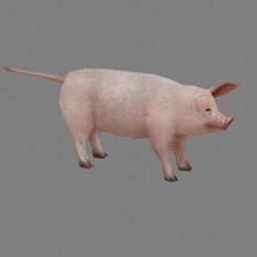 דגם תלת מימד של חזיר ביתי