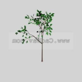 Model 3d Pohon Berdaun Lebar