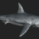Gran tiburón blanco animal
