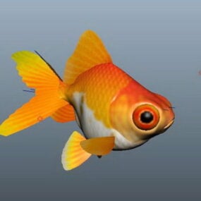 โมเดลปลาทองแฟนซี 3d