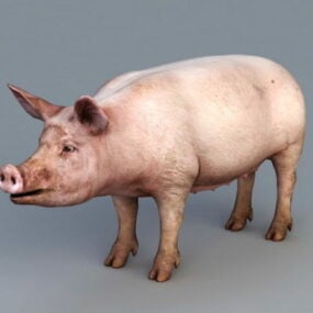 Domestic Pig 3d-modell