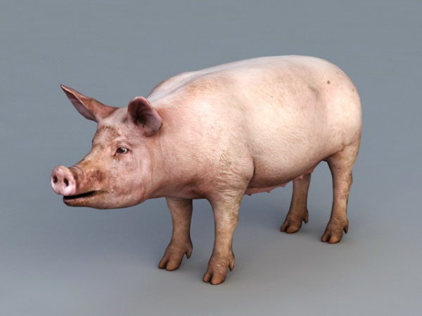 Cerdo doméstico