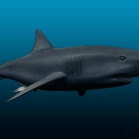 Modello 3d dello squalo bianco