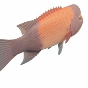 California Sheephead Fish 3d model