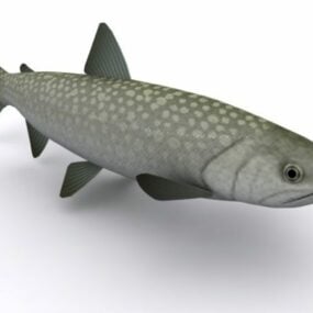 바다 검은 잉어 물고기 3d 모델