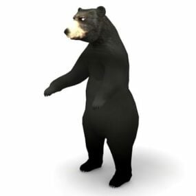 Asia Black Bear Animal 3d model