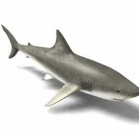 Model 3D rekina wielorybiego morskiego