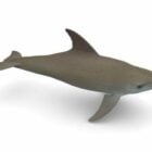 Bottlenose Dolphin Animal