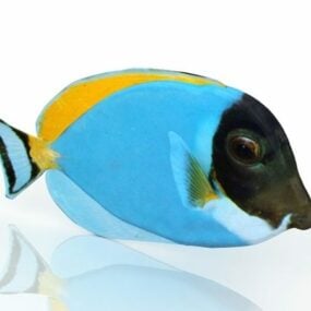Modré tropické ryby zvíře 3D model