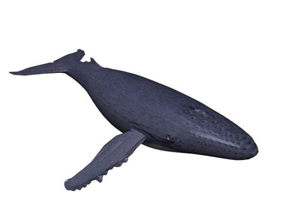 Humpback Whale Fish Animal