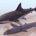 Tiburón ballena marina