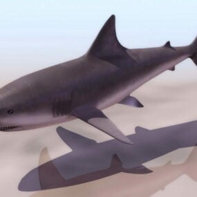 바다 고래 상어 3d 모델