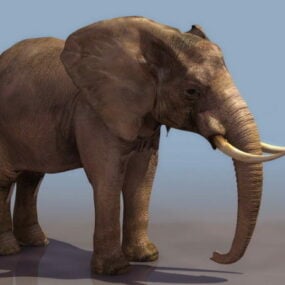 African Wild Elephant 3d model