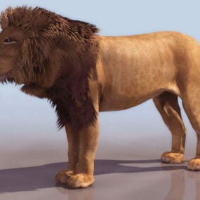 African Male Lion 3d model