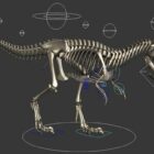 Тиранозавр Рекс Скелет