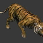Asia Bengal Tiger
