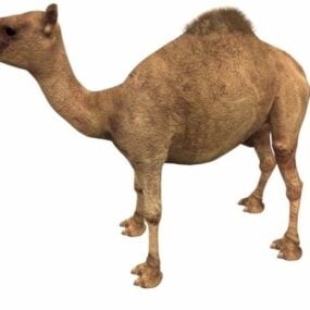 3д модель животного Дромадер Верблюд