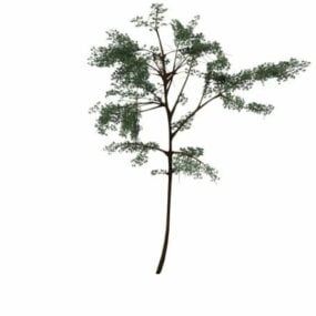 Acacia Thorntree 3d model