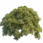 Acer Palmatum-tre