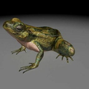 Frog Animal Realistic Style 3d model