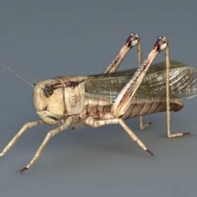 Adult Grasshopper 3d model