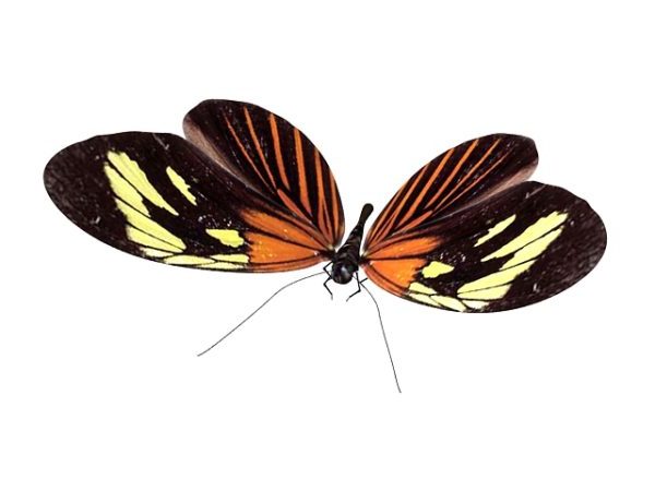 Dospělý motýl zvíře