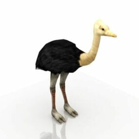 Dospělý samec pštrosího zvířete 3D model