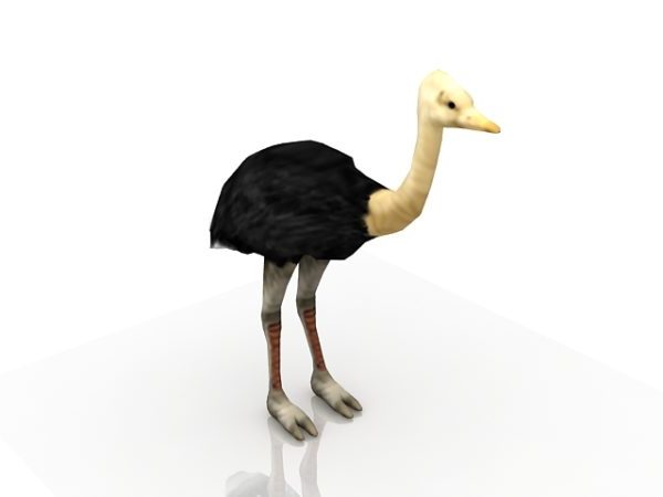 Adult Male Ostrich Animal