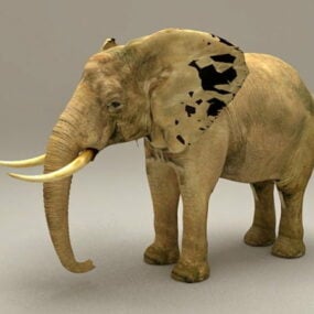 โมเดล 3 มิติสัตว์ช้างแอฟริกา